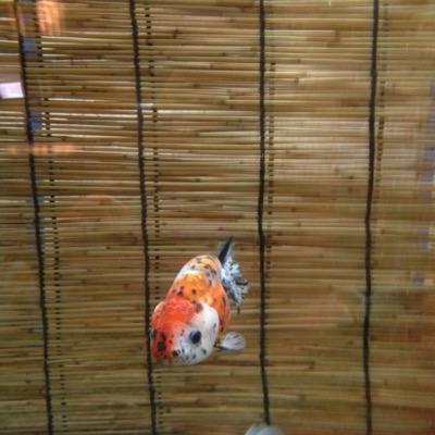 金魚の風船 Lavender 1211 Twitter 金魚の風船 Lavender 1211 Twitter