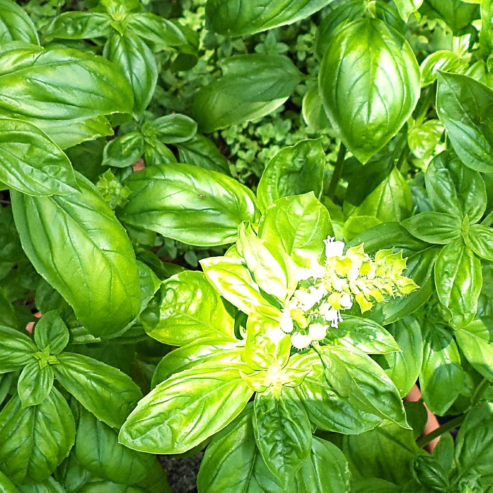 Join the adventure as we delve into Basil, Green Initiatives, & Recipes                                               http://t.co/zj7v2XvJrx