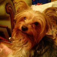 Janet Flaherty #WomenWontWheest (@janetanne63) 's Twitter Profile