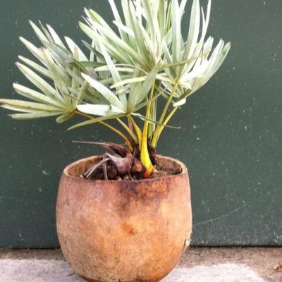 chinampafarms's profile picture. ecological restoration,  stone lakewall mason, artist, student of history and culture. 
407-292-0050