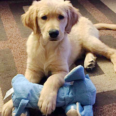 Dog Training Ideas