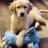 TrainYrDog's profile image