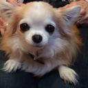 Olivia Feldman - @ameriaicangirl - Twitter