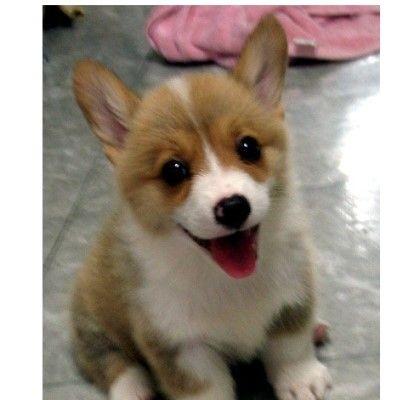 your_welshcorgi's profile picture. 