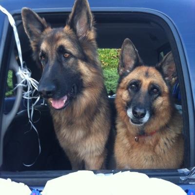 Retired Dept of Defense Dependent Schools kindergarten teacher extraordinaire, active Biden & down ballot supporter, and fan of all things German Shepherd