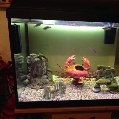 buying and selling fish tanks fish and equipment