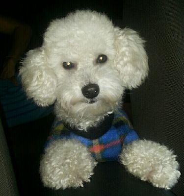 Welcome!! Hola.. Soy un Poodle minitoy, tengo 2 añitos, y soy el consentido de mi Mami!!