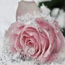 Rose Muniz - @rose9muniz - Twitter