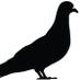 City Bird Gallery  (@citybirdgallery) Twitter profile photo