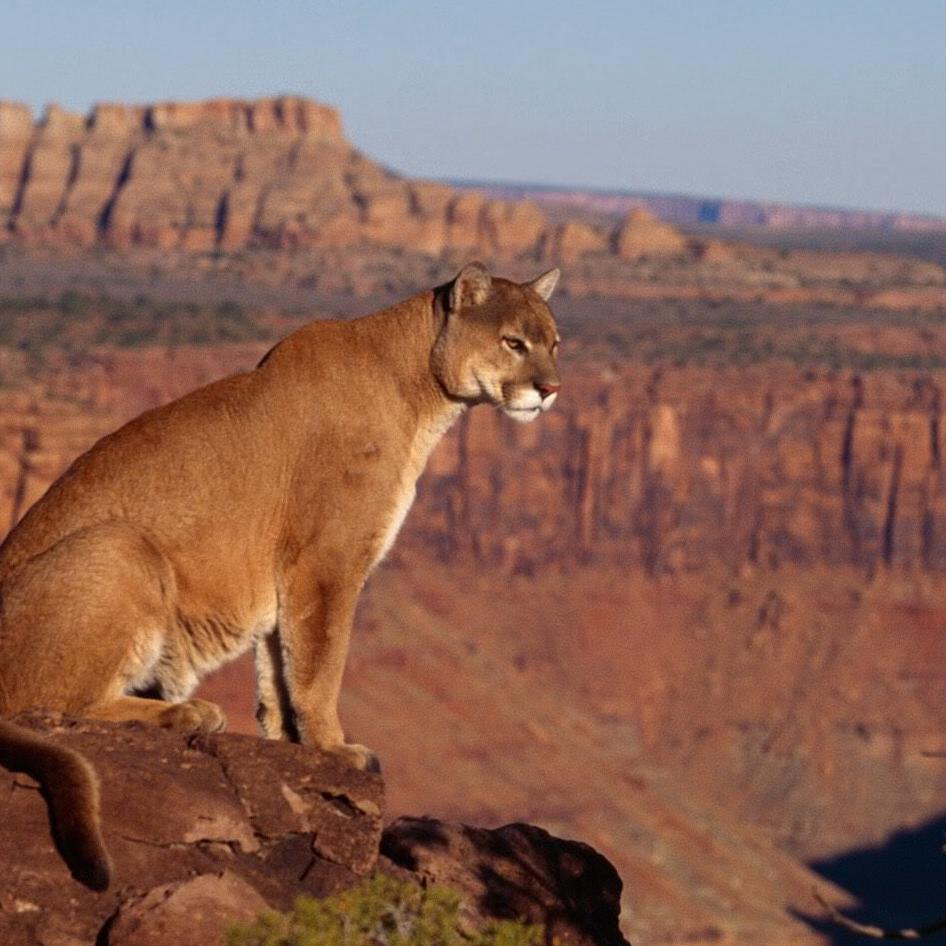 Charlyfon1's profile picture. 