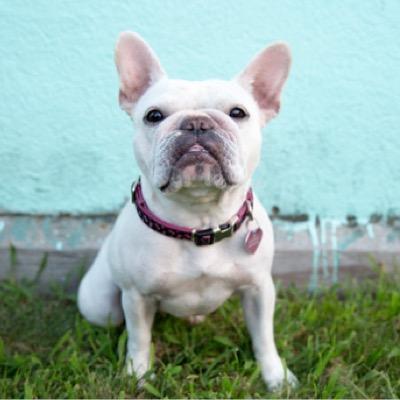 Team_Colby's profile picture. My name is Colby Jack, @tellesmith and @thepamela are my parents. I love cheese and I like to party... And then subsequently sleep the rest of the time.
