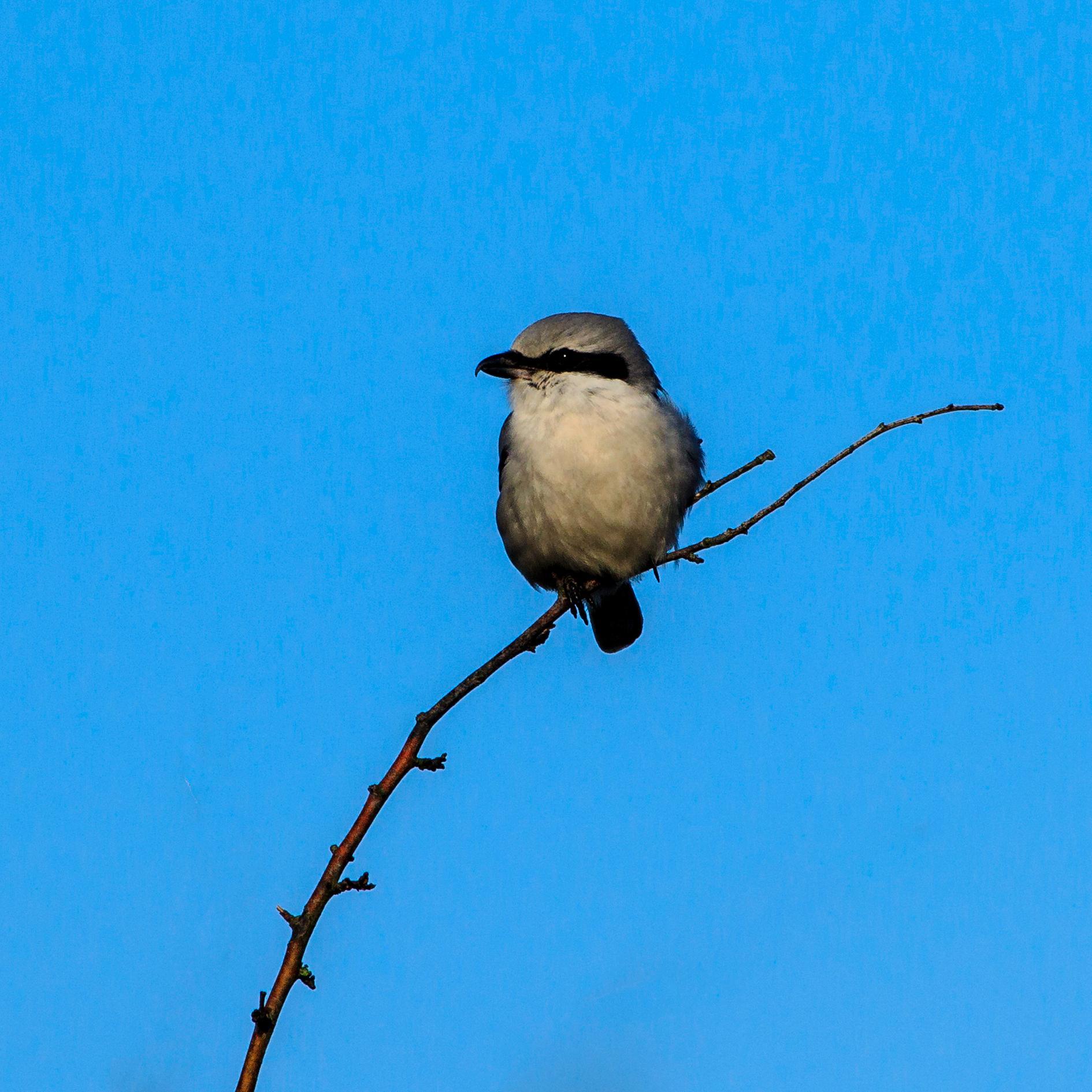 madruud1's profile picture. 