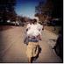Dan Salomon (@jamacianman2333) Twitter profile photo Dan Salomon (@jamacianman2333) Twitter profile photo