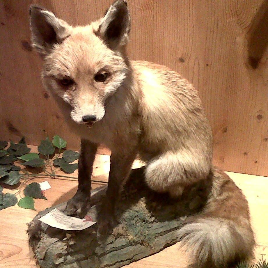 RaposoReposado's profile picture. Todo lo que diga o escriba podrá ser utilizado en mi contra.
Esta cuenta es de una persona real aunque el nombre es ficticio.