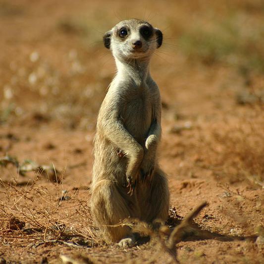 raskarkapatch's profile picture. 