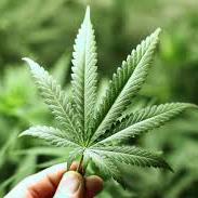 BevCanna (@cannabev) 's Twitter Profile