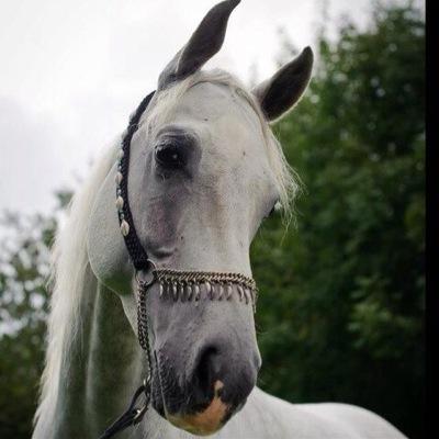I'm a pure bred Polish Arab and I'm keen to promote bitless riding, barefoot management and dietary awareness.
