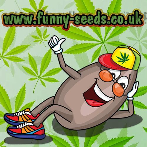 Cannabis seeds from EU