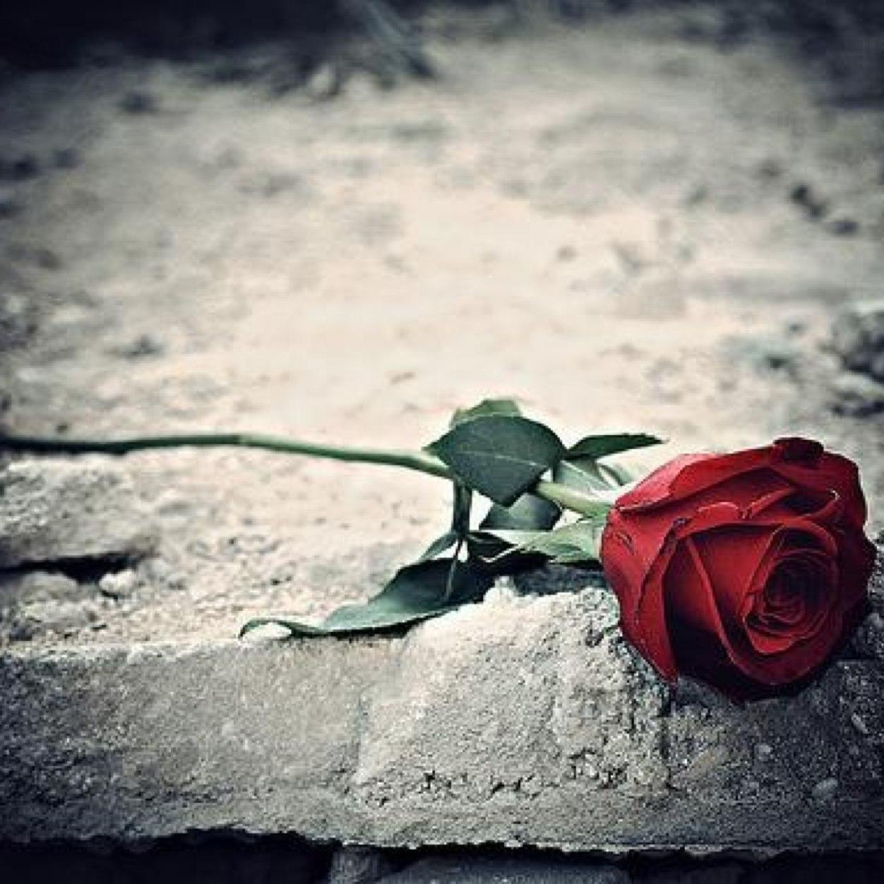 ' هَمسہ لمَن تاااابعني‘ جُملہ وآحِدة بحَجم الگون گلہ : رزقگم اللہ الجّنہ بِغير حِساآب ♡