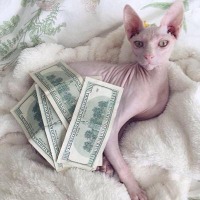 My name is Carl, I'm a sphynx kitten. Fronz & Victoria are my parents. I purr 24/7 because I'm always happy!