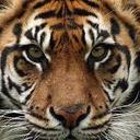 Amanda Showalter - @Kayedenon - Twitter