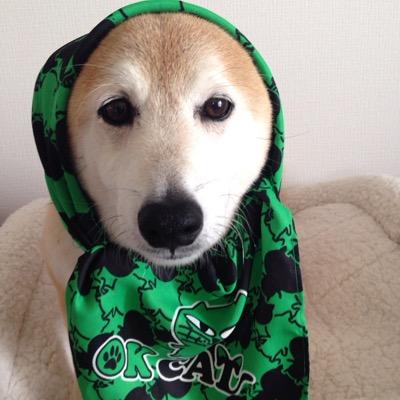 ♡柴犬ロッキー15歳♂（2006→2021.8月 天の星✨ 🌈）2014年7月実家より家出／良い方に保護され保健所の掲示板より奇跡的に8月に再会／2014年10月実家からお引越し♡2021年8月天の星に♡相棒♡ロッキー依存症♡一生ペットロス ☆推し活休止中☆ありがとう☆