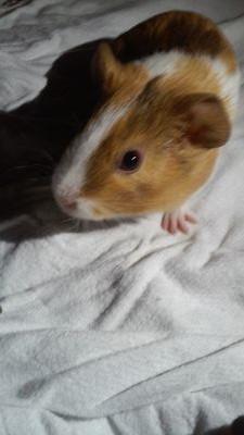 JadePerezOcamp1's profile picture. Hai! My name is jade and I LOVE animals!:3