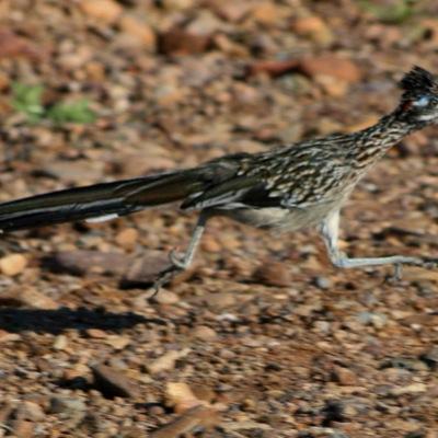 ctxroadrunner's profile picture. 