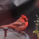 Donna Driscoll - @DriscollDmd - Twitter