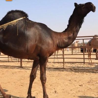 neoigw's profile picture. للمفاهمات يرجا ادخول على الوتساب 0533385030