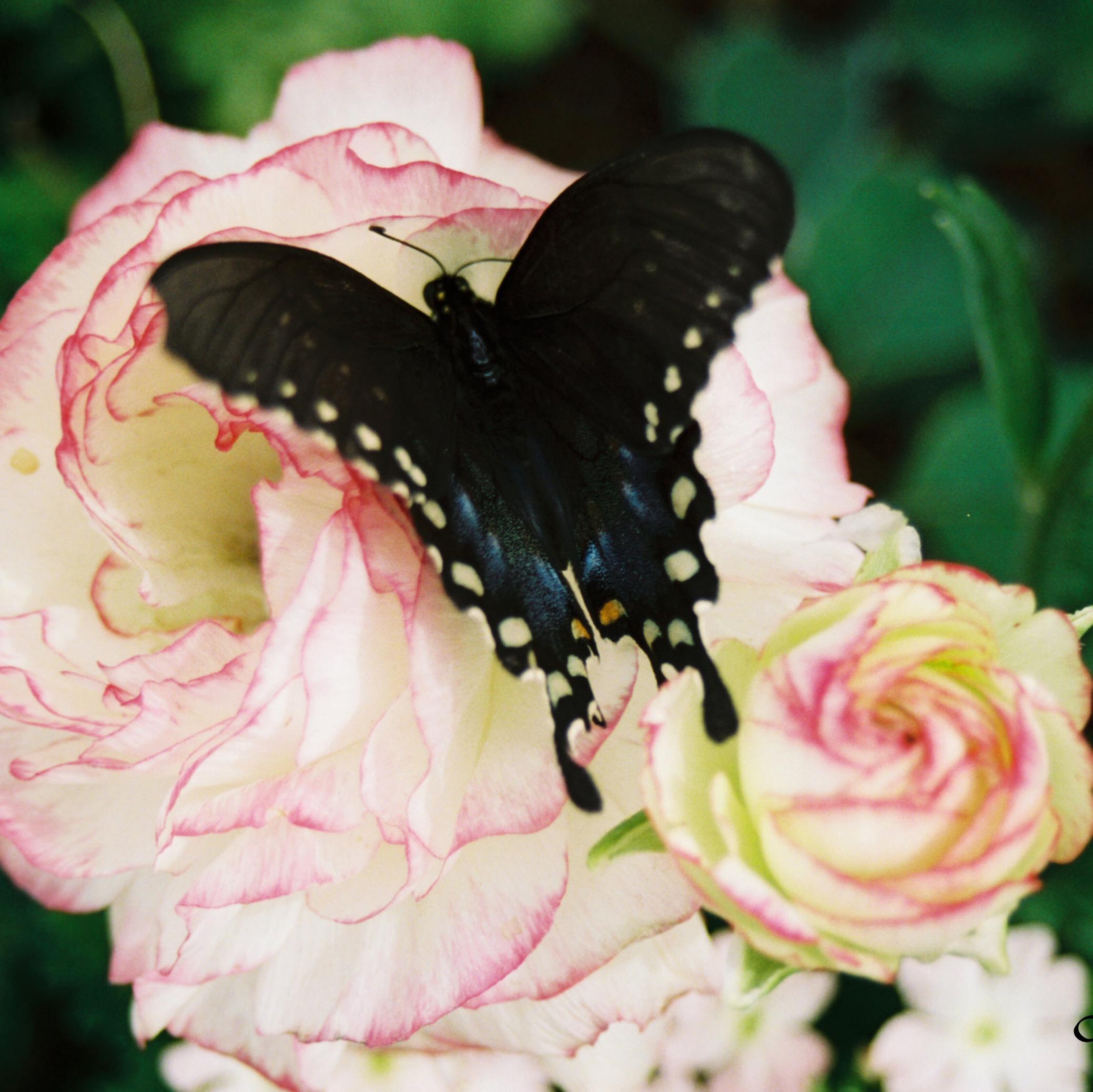 PerceptiveLens's profile picture. Naturescape, Landscape, Photographer