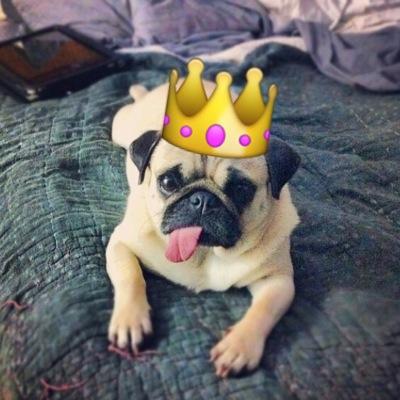 mitzithepug's profile image