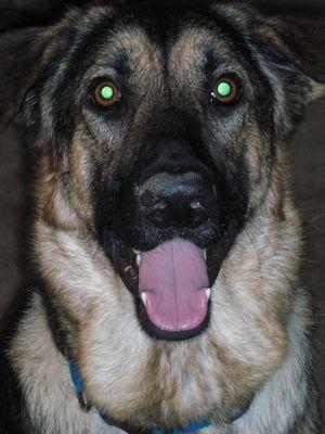 nhl_thetriangle's profile picture. 