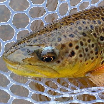 leadertippet's profile picture. CO Fishing Blog (aka The Fishing Blog), is a Colorado-based resource for fly-fishing, trip reports, fly tying, techniques, and more. Other half is @colocarto