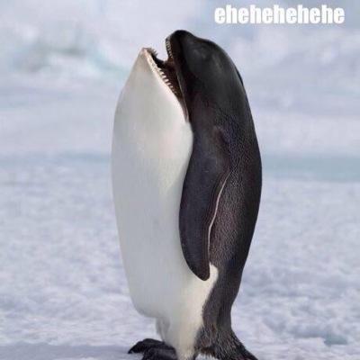 ❄ I'm a Whalguin, and you're prettyful, so you should smile ⛄ ehehehehe is the answer to everything ❄ I am fluent in Whalguinese ⛄ ehehehehe ❄