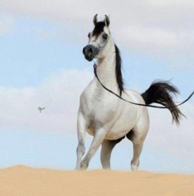 ‏لآ إلـه إلا أنـت سُبـحانـگْ إنـِي گـُنت مـن الضـالمين _ (ضيفنـي اضيفـگ)