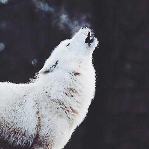 Werewolves aren't real right? Wrong. We're family, joins us as a fellow Were! Dm/@ to join!