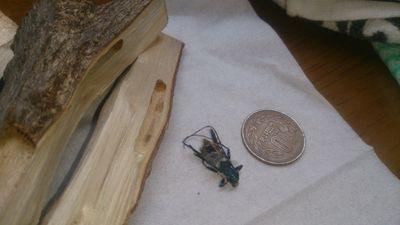 RosaLia830_316's profile picture. にわかカミキリ屋かつクワガタ好きの人です。
昨年から細々とブリードを開始し、今年の夏から本格的に種類を増やしました。
自己採集遠征も時々行きます。