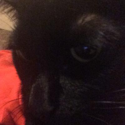 I am a cat.