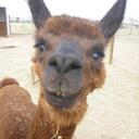 Dulce Baptista - @PearlHaken411 - Twitter