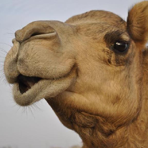 KlutzCamel's profile picture. Somewhere near you making YouTube vids (;