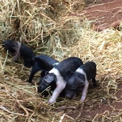 we are registered breeders of rare heritage Wessex Saddleback pigs all free ranged, paddock born.