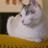 Charlott_soft's profile image