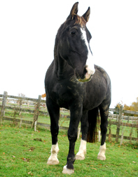 I live at Stone Circle Livery. The UK's organic livery yard in Kent. See the website at http://t.co/UWXPWeY0YH for the bigger picture.