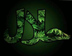 pedro4203's profile picture. don't forget your roots