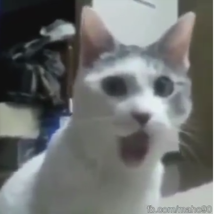 HeKyTheKiNG's profile picture. Profesional League of Legends Player