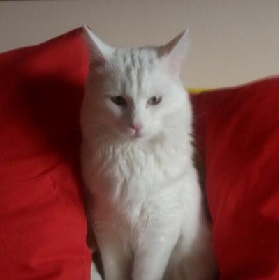 chiara_panzani's profile picture. 