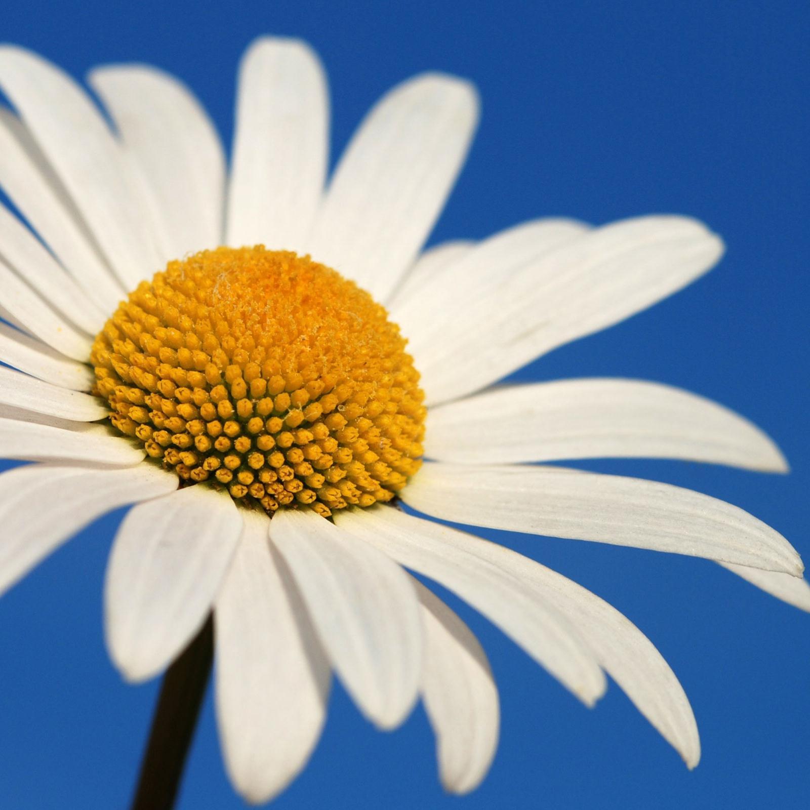 Quest Cognitive Hypnotherapist on the South Coast, lover of fun, daisies and learning.
