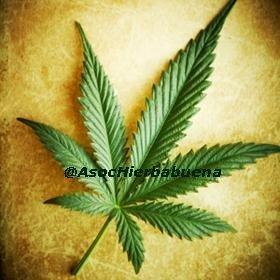 Asociación Hierbabuena • Investigación terapéutica del dolor a través del Cannabis & Mentha, ^^!
