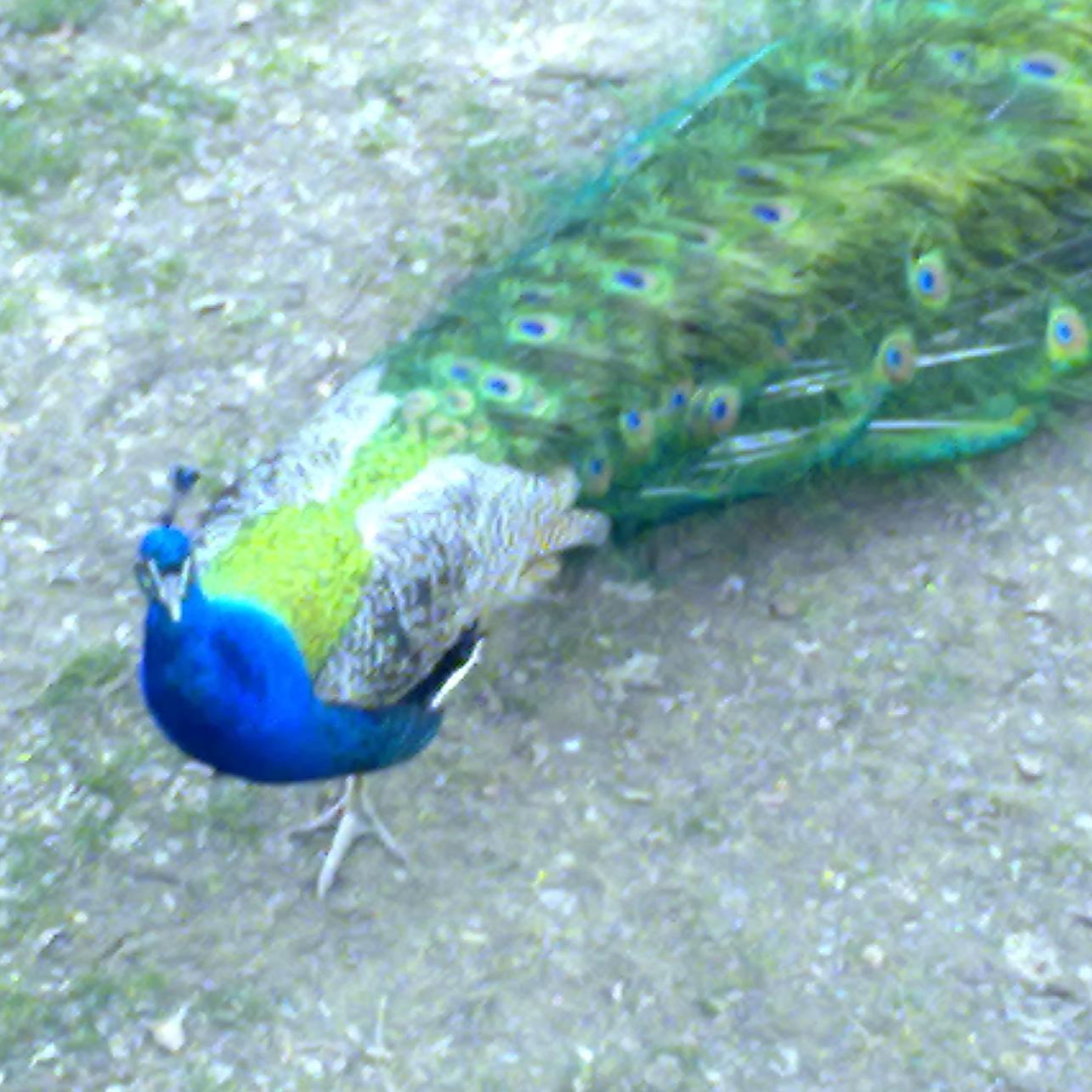 pirendu's profile picture. Amante de las sneakers y los videojuegos!!